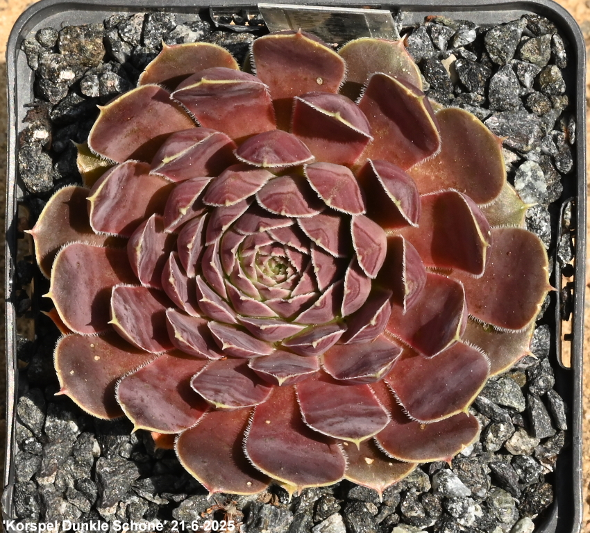 Korspel Dunkle Schone / Jovi