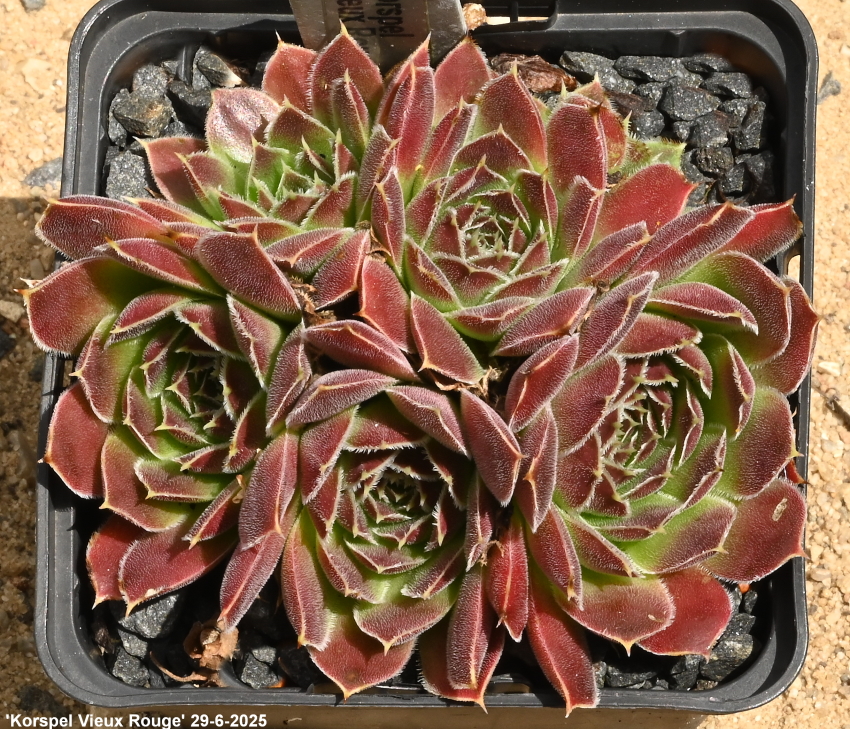 Korspel Vieux Rouge / Jovi