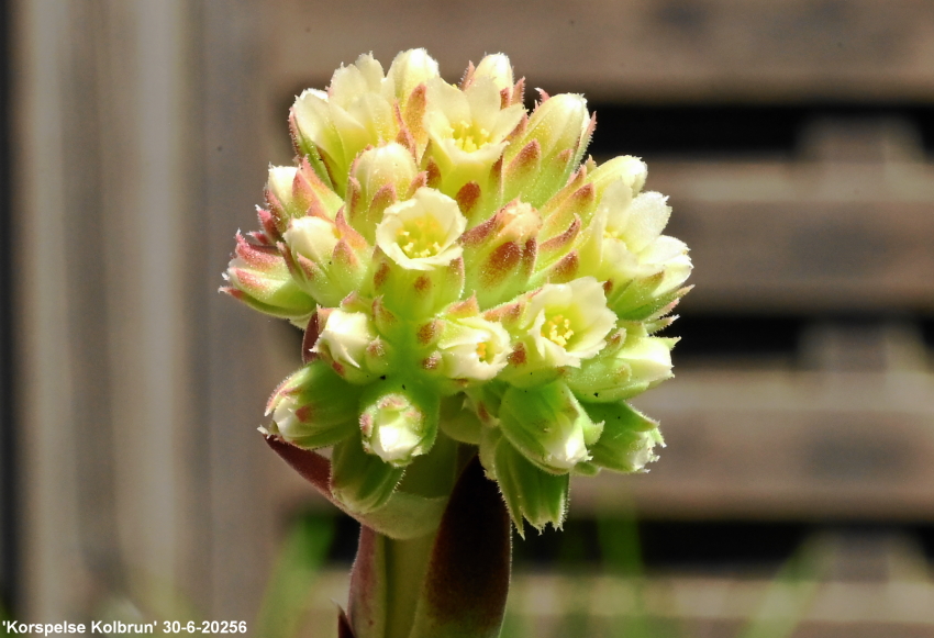 Korspelse Kolbrun / Jovi