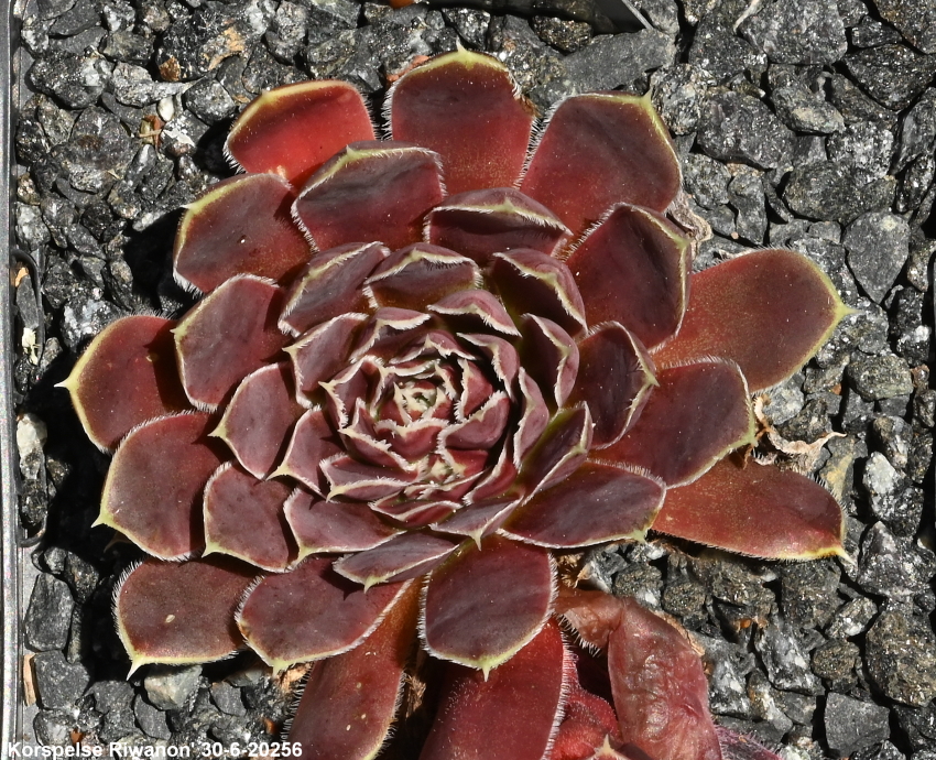 Korspelse Riwanon / Jovi