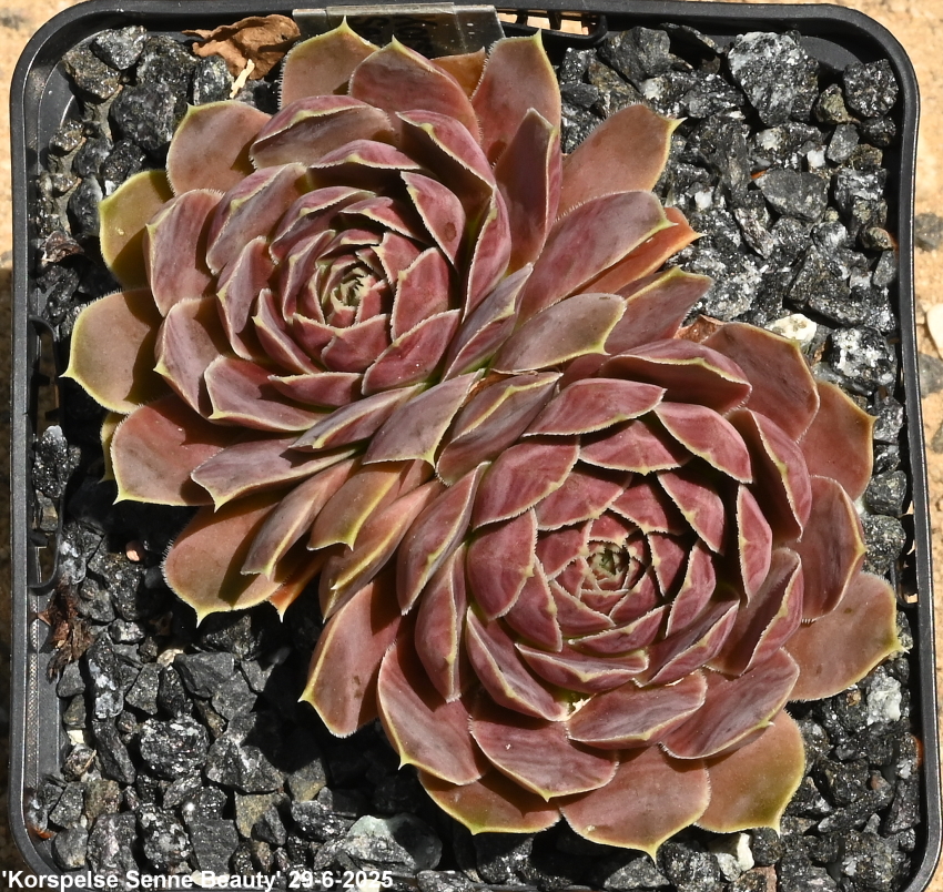 Korspelse Senne Beauty / Jovi