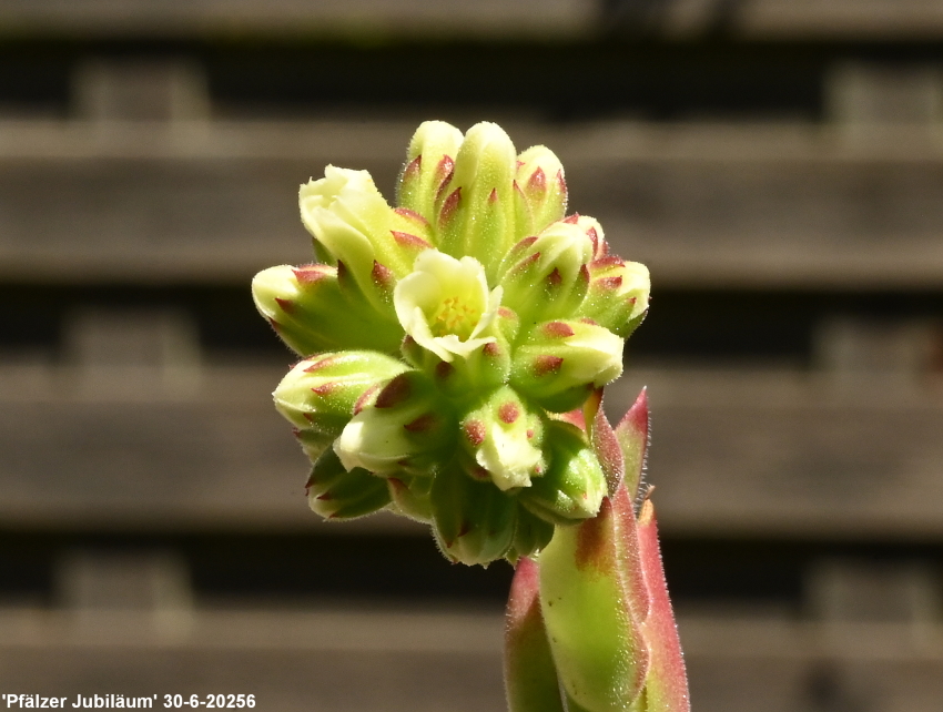 Pfälzer Jubiläum / Jovi