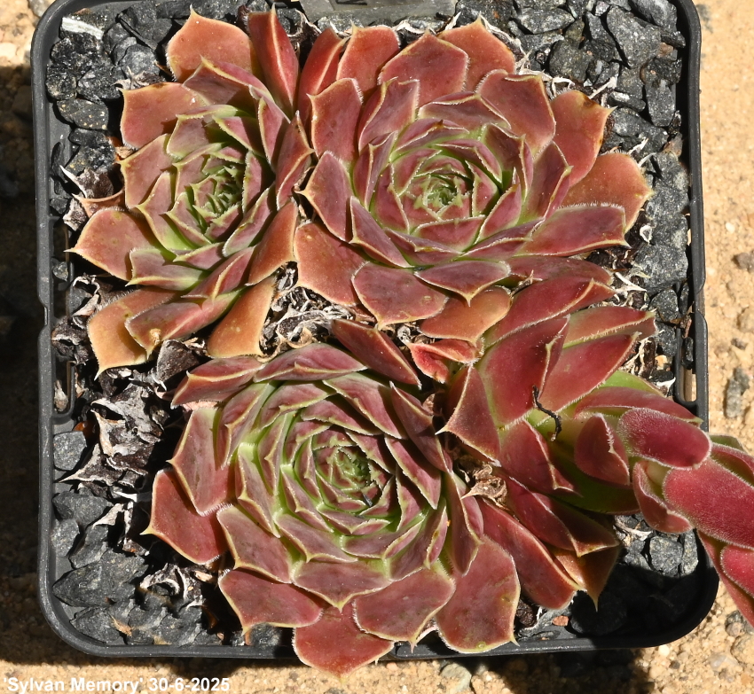 Sylvan Memory / Jovi