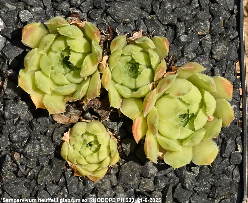 heuffelii (glabrum) from Rhodopen