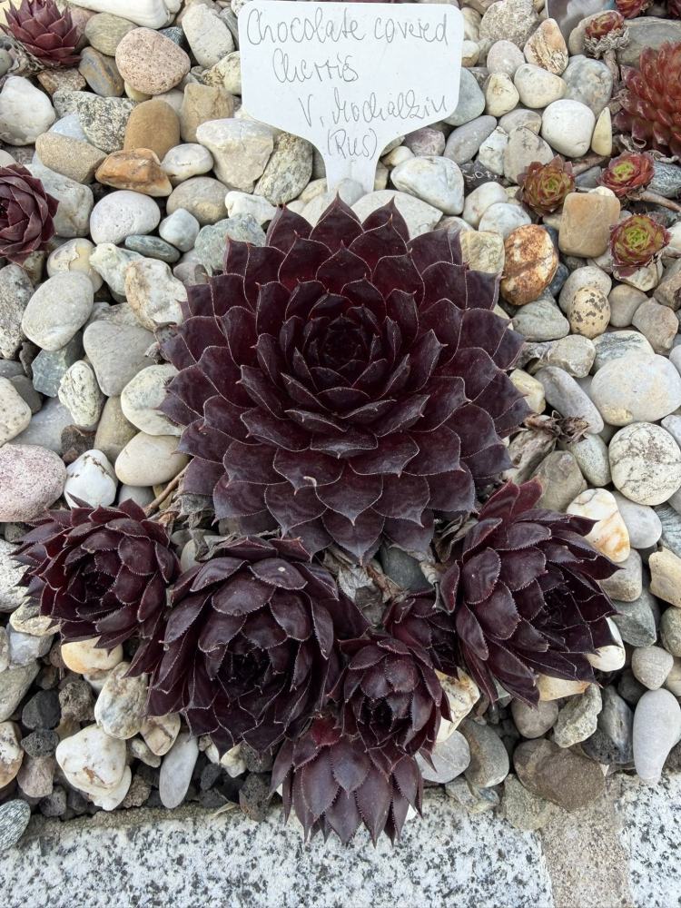 Chocolate covered Cherries