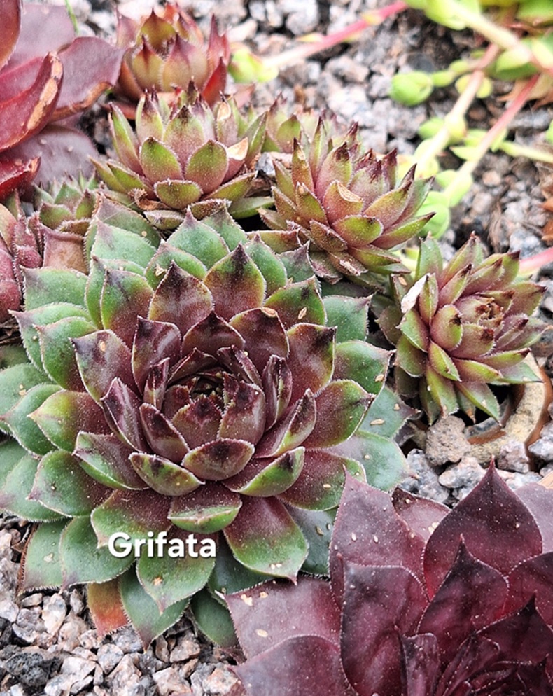 Grifata