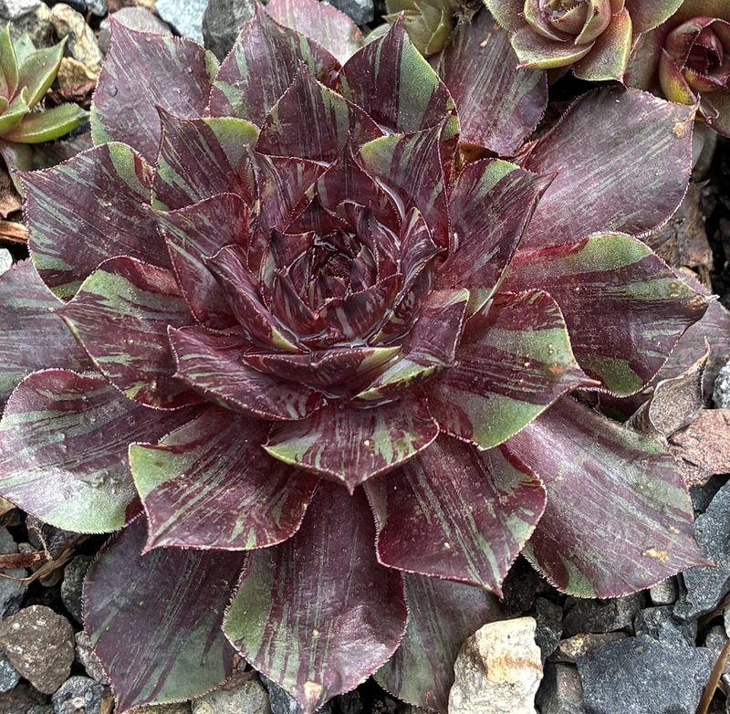 Chick Charms® Splatter Matters