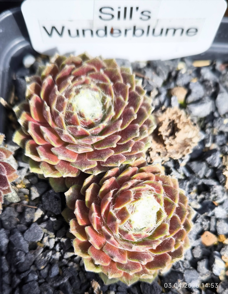 Sill's Wunderblume