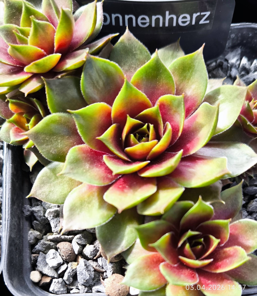 Sonnenherz