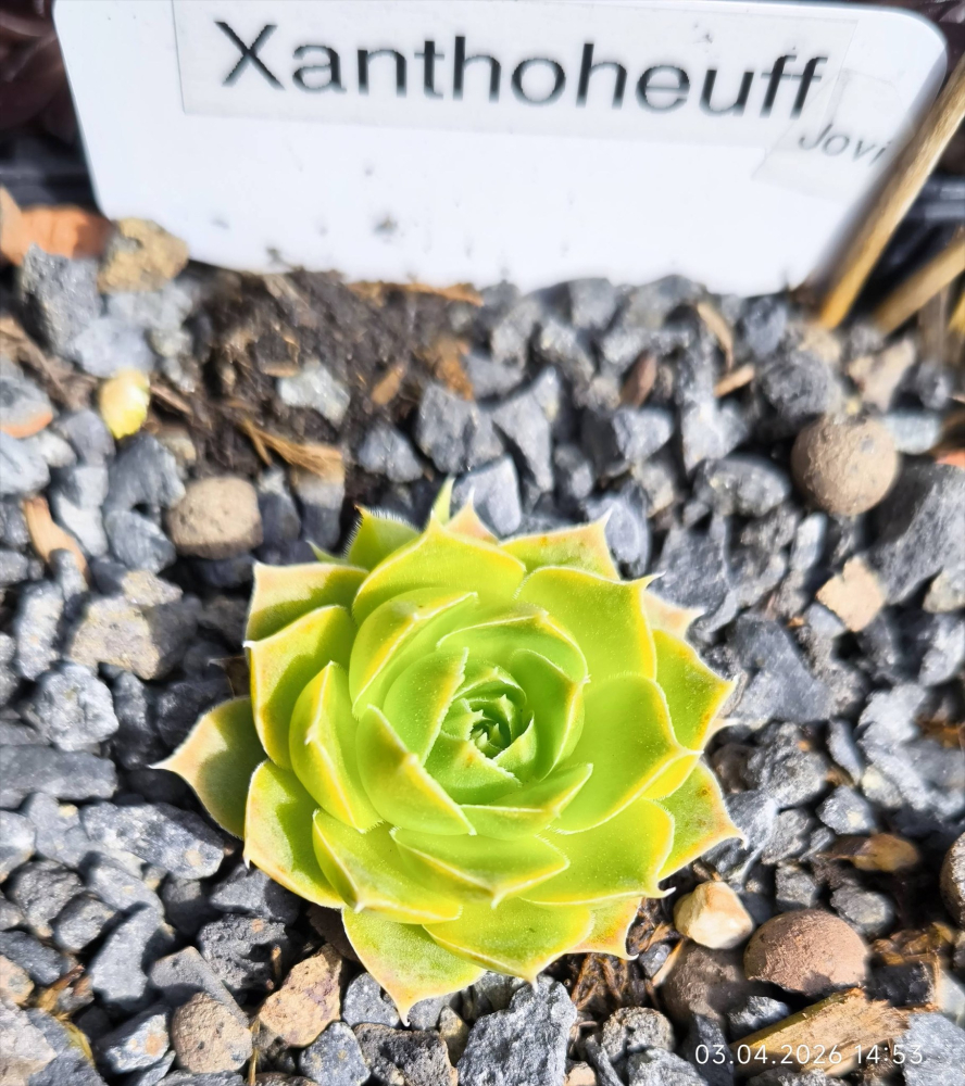 Xanthoheuff / Jovi
