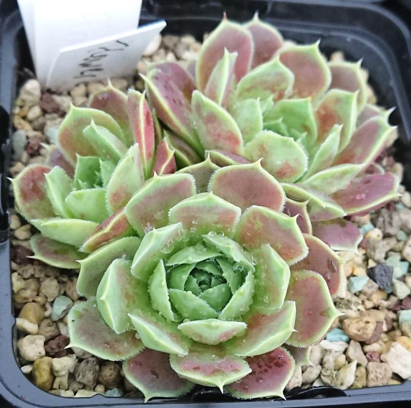 Flower of the Day 