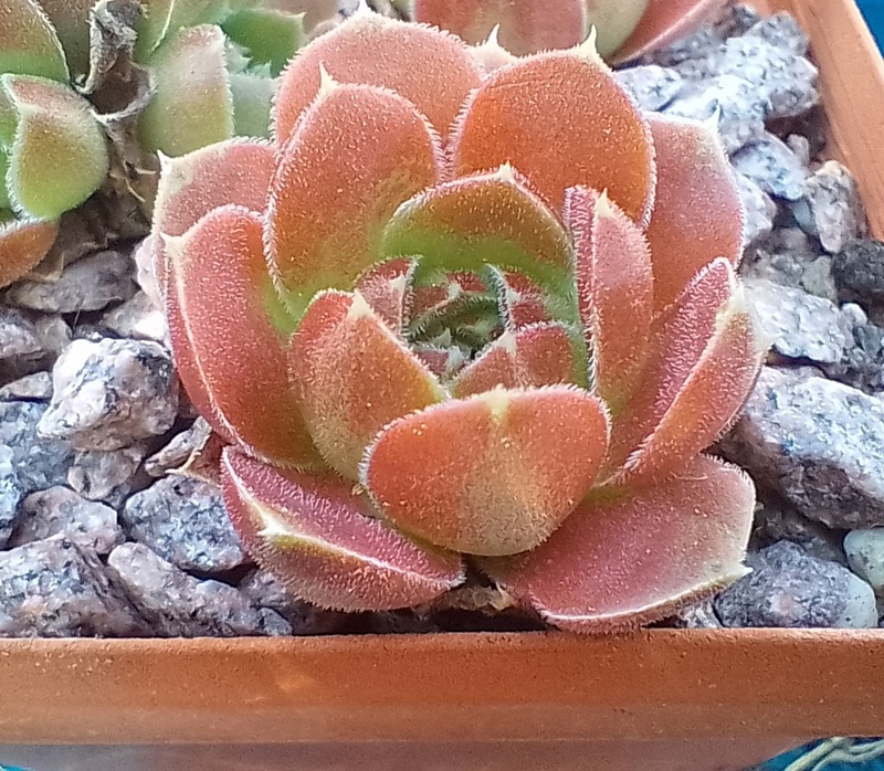 My bubble Belle