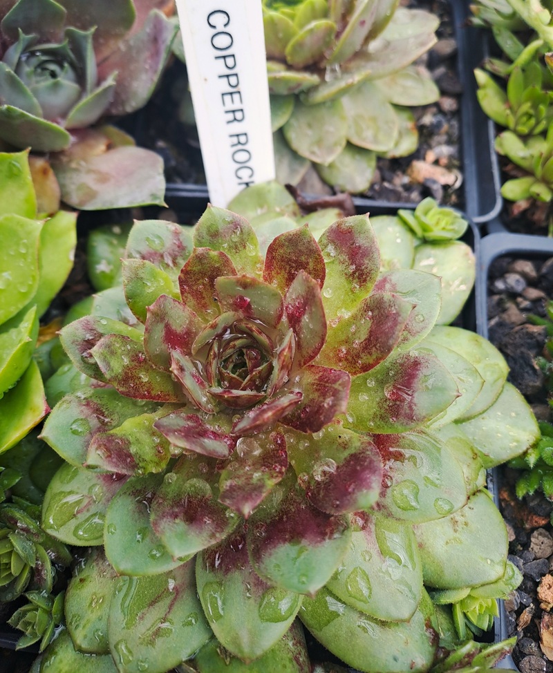 Copper Rockoon