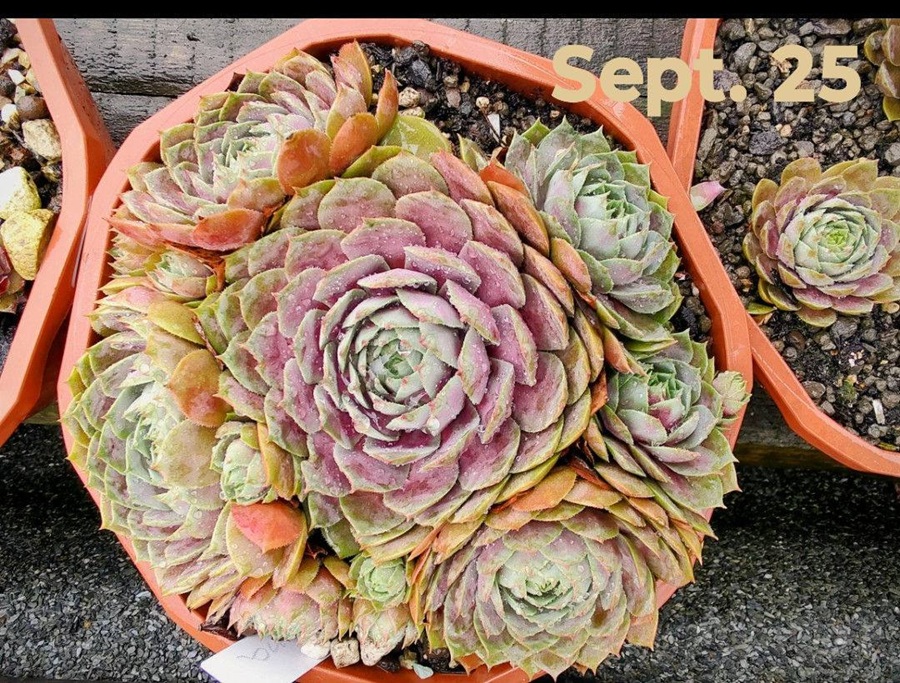 Rosenzobels Big Mama