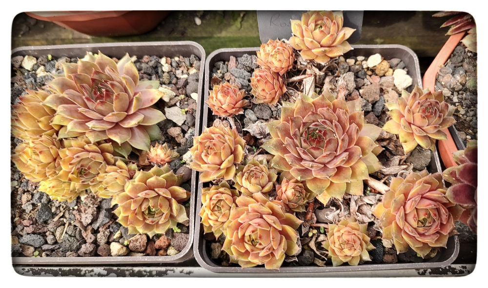 Rosenzobels Olive