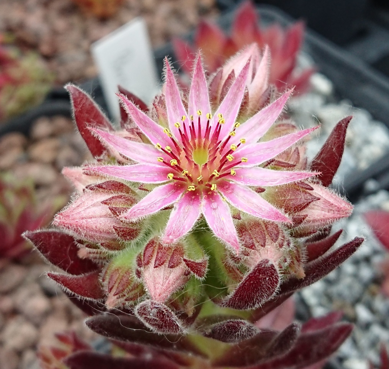 Devils Flame