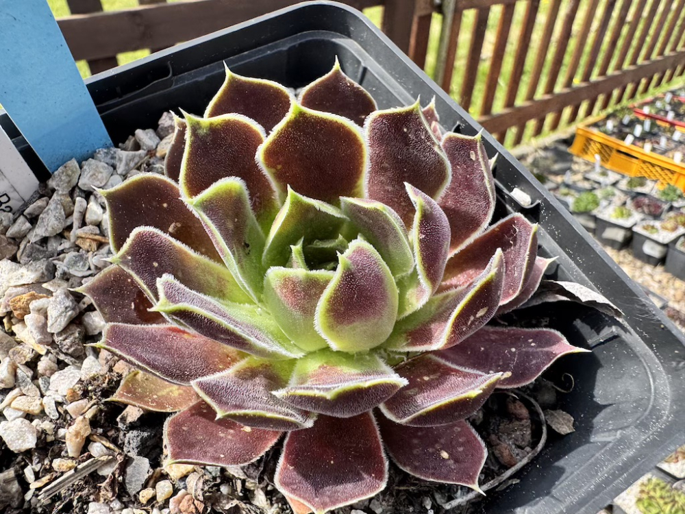  Korspel Fairy Ballet / Jovi