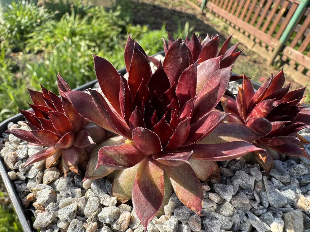 Cassiopeia ( II )