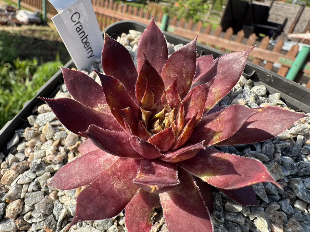 Cranberry (NNG)