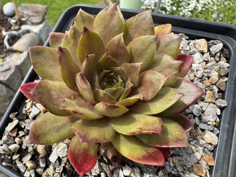  Moon Maiden (NNG)