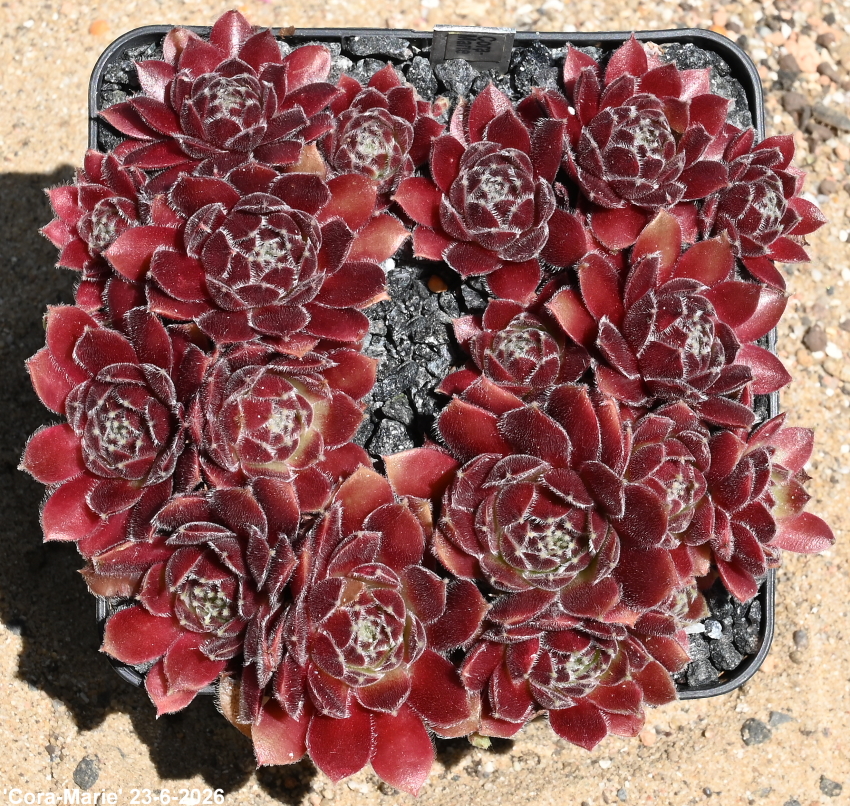 Cora-Marie