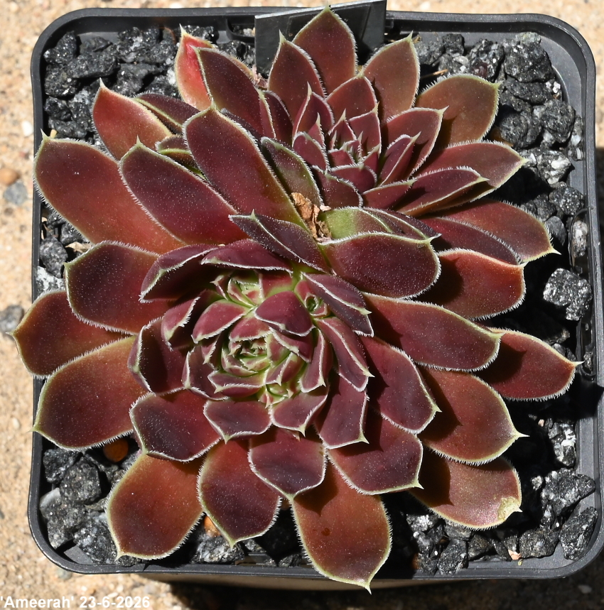Ameerah / Jovi