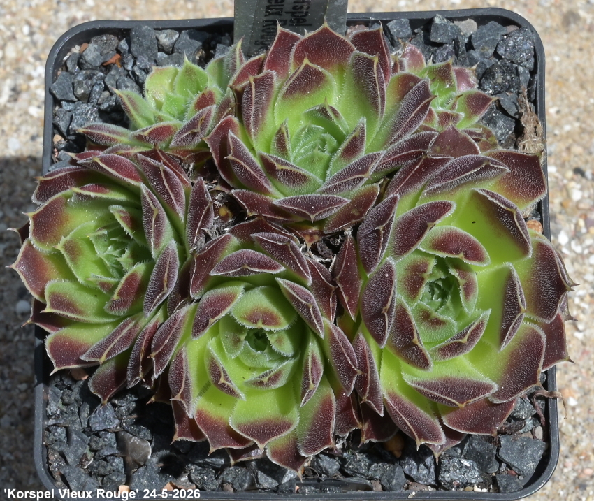 Korspel Vieux Rouge / Jovi