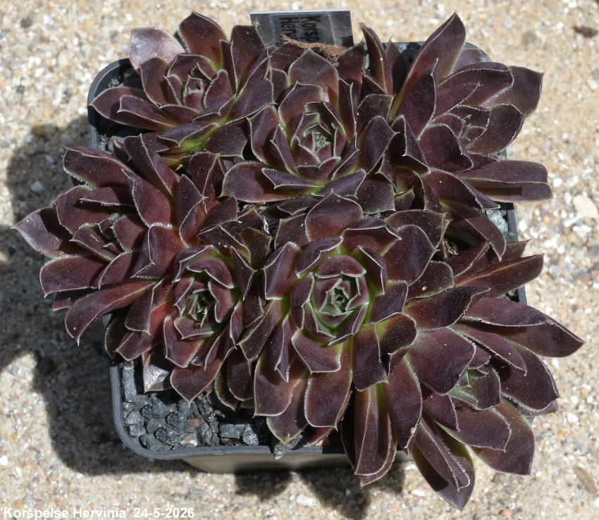 Korspelse Hervinia / Jovi