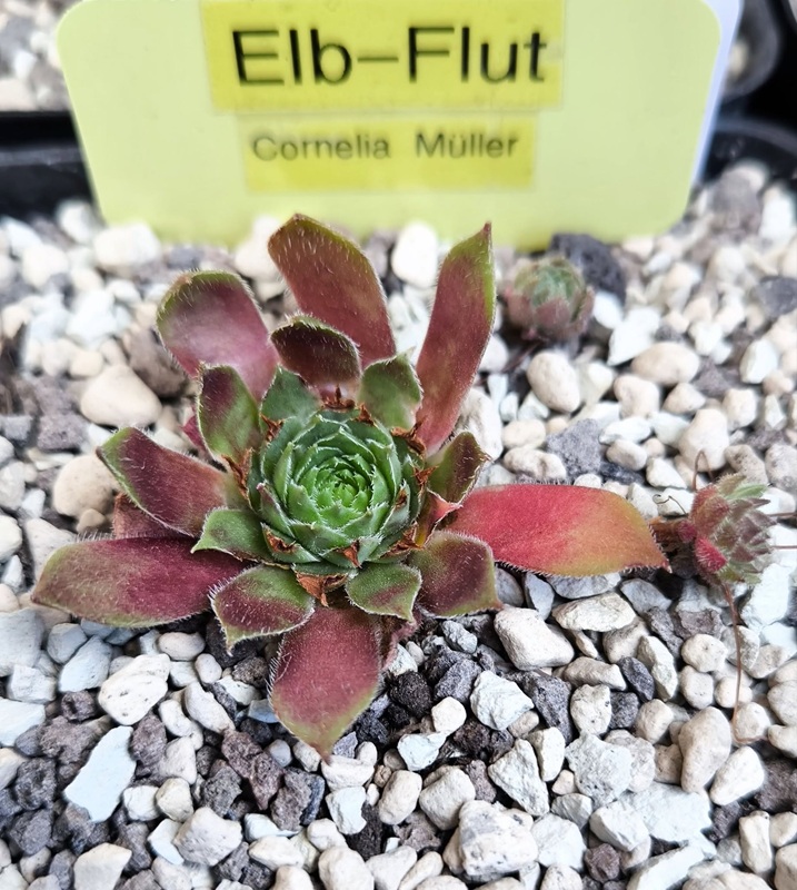 Elb-Flut