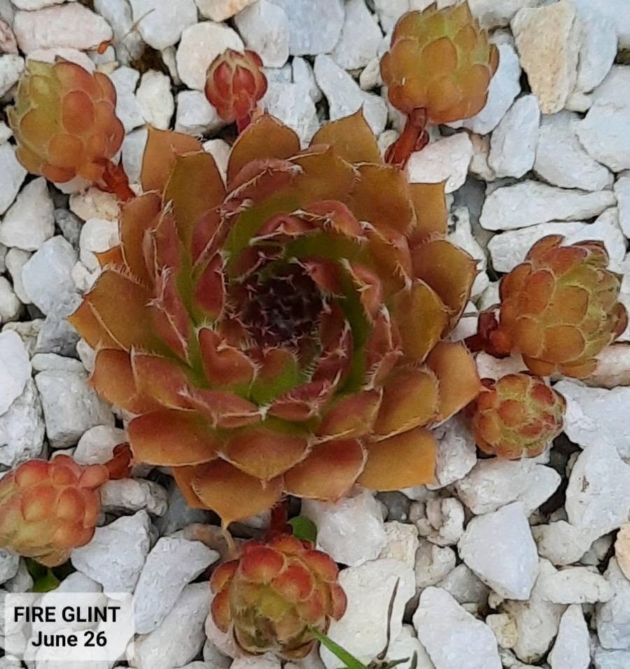Fireglint