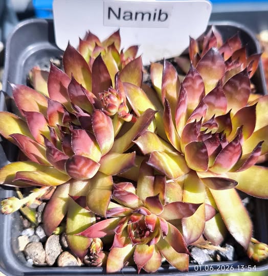 Namib - NICHT gelistet
