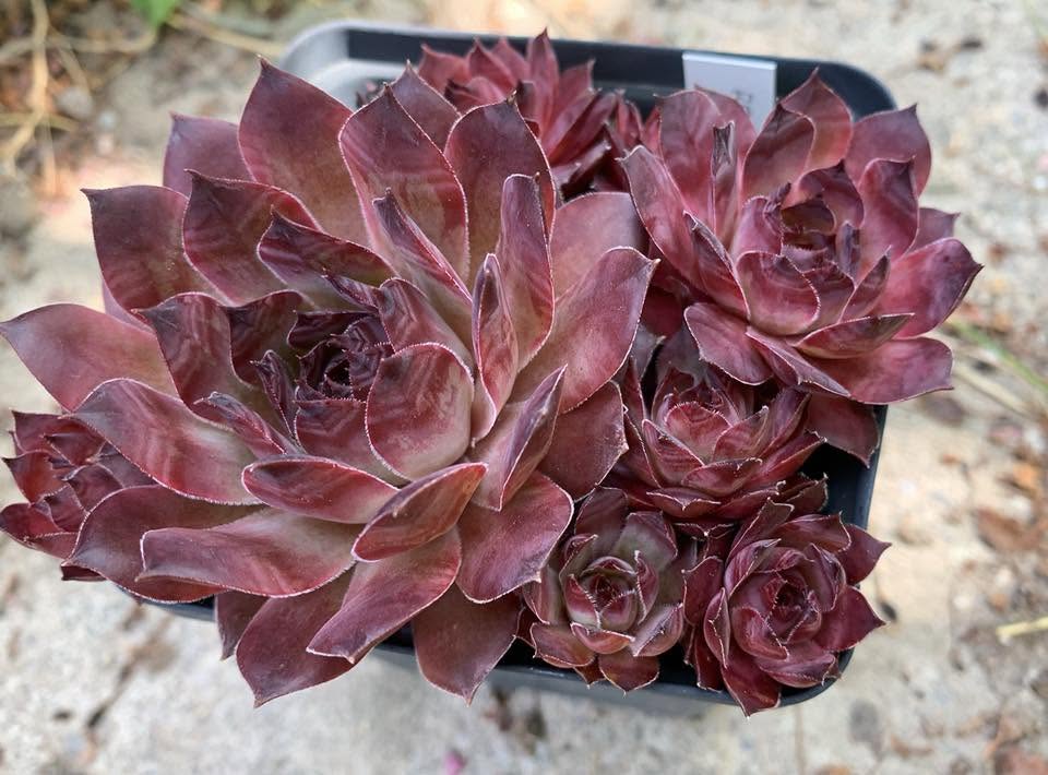 Red Joyce