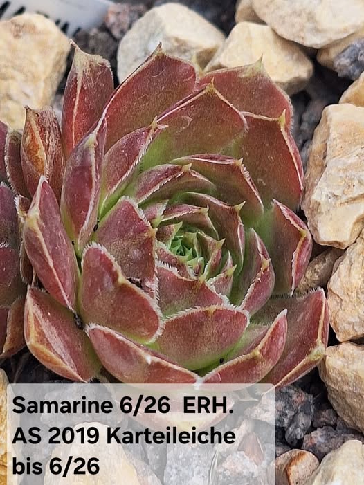 Samarine / Jovi