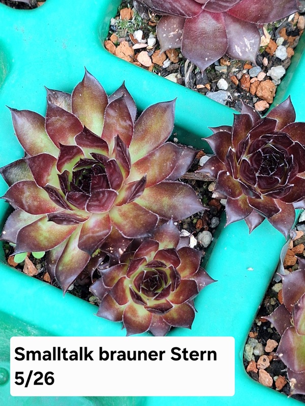 Smalltalk Brauner Stern
