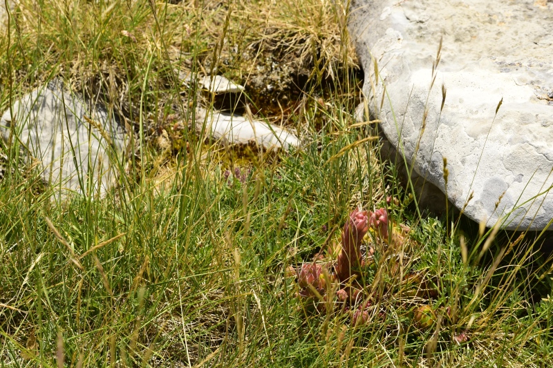 marmoreum ssp. marmoreum from Raidovoli