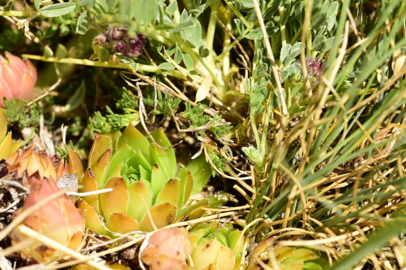 marmoreum ssp. marmoreum from Raidovoli