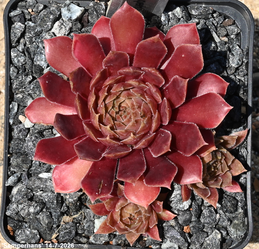 Semperhans