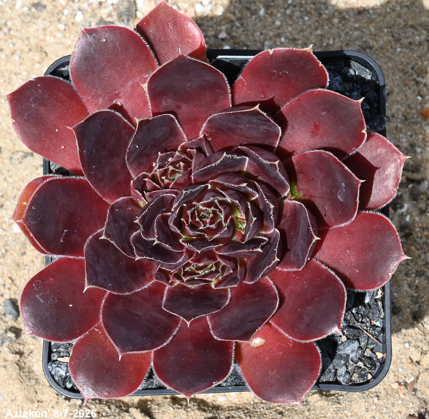 Azteken / Jovi