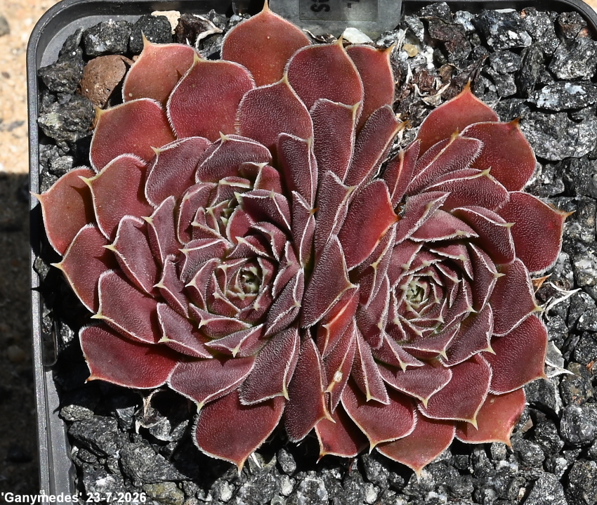 Ganymedes / Jovi