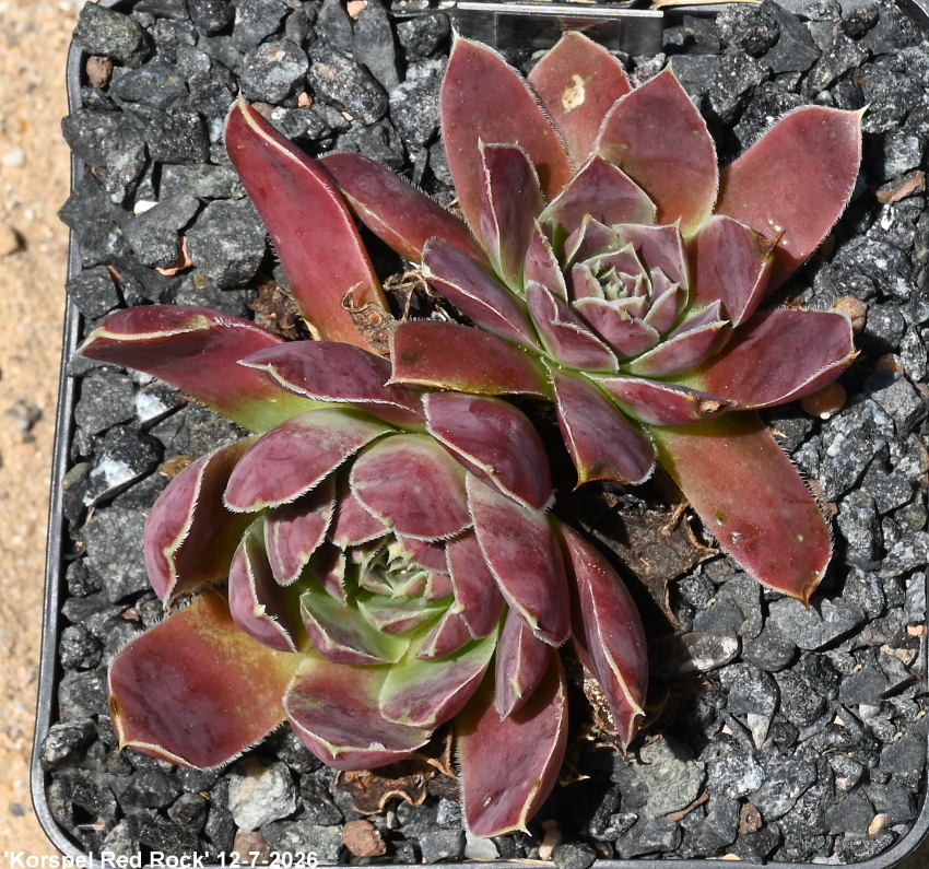 Korspel Red Rock / Jovi