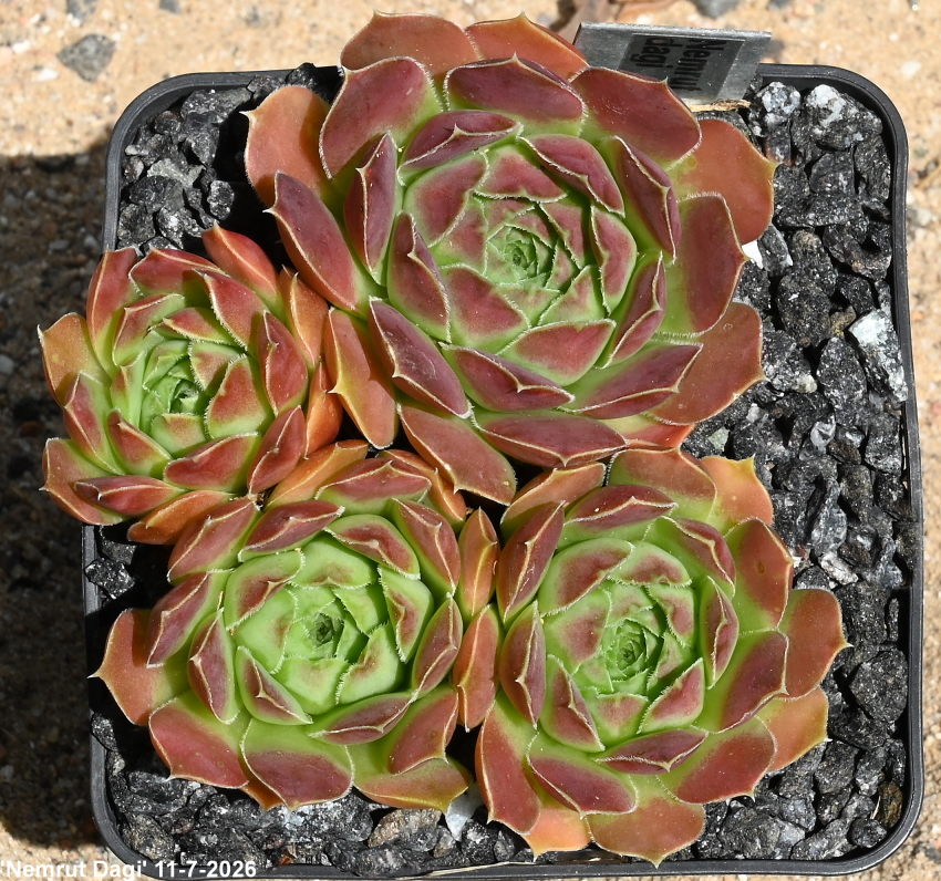 Nemrut Dagi / Jovi