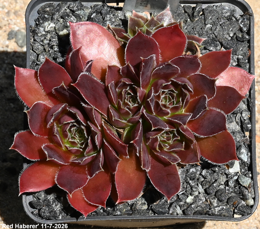 Red Haberer / Jovi