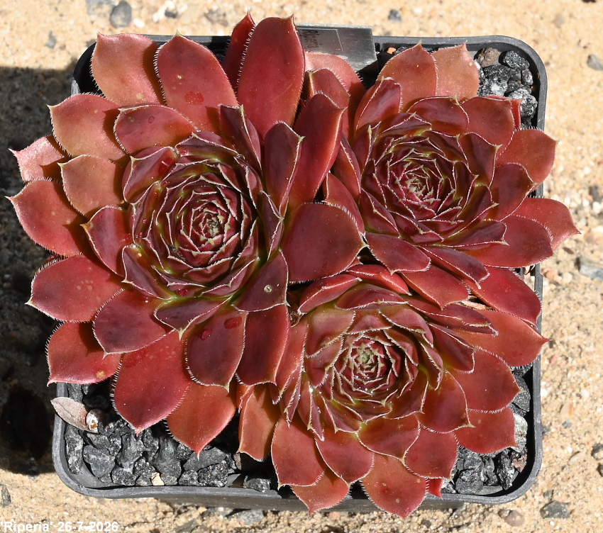 Riperia / Jovi