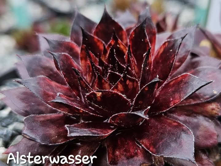 Alsterwasser
