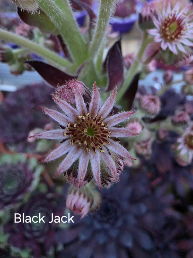 Black Jack