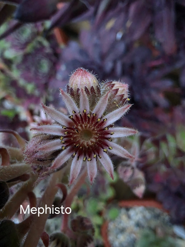 Mephisto
