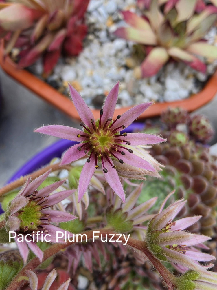 Pacific Plum Fuzzy