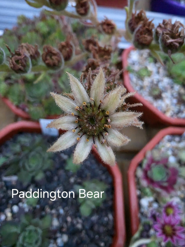 Paddington Bear
