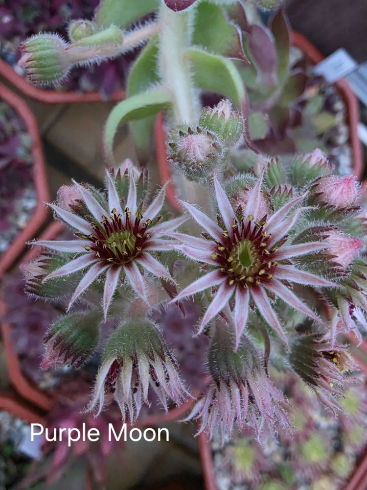 Purple Moon