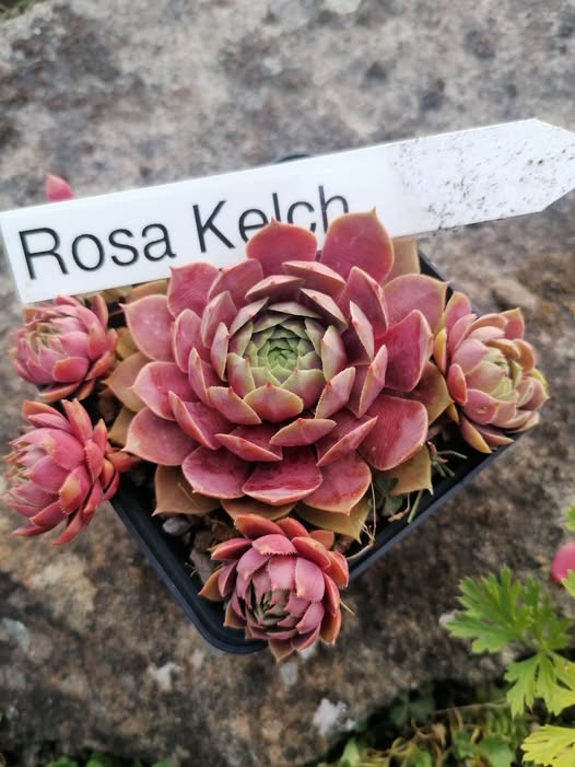 Rosa Kelch - NICHT gelistet